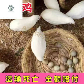 蘆丁雞活物寵物雞蘆丁雞苗萌寵雞苗活體活苗藍胸禮服蘆丁雞活 蘆丁雞