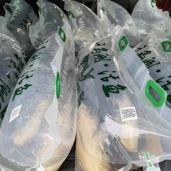 千岛湖胖头鱼大头鱼活鱼大鱼鲢鱼千岛湖胖头鱼活鱼长水产鱼头江浙沪皖