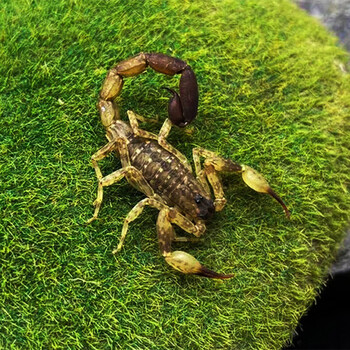 海南双针蝎 5厘米左右成体新手宠物蝎子活体雨林蝎国产经典套装