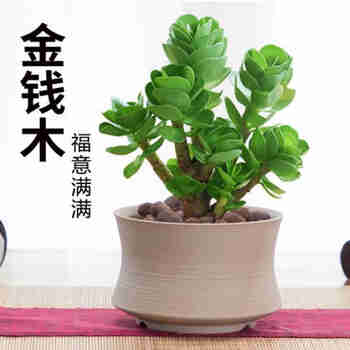 意轩金钱木老桩多肉植物 金钱树 肉肉盆栽室内绿植 金钱木2年高约13~16cm(塑料盆)