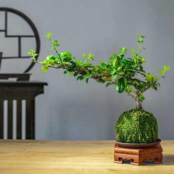 临雅小叶福建茶盆栽苔藓球老桩植物室内桌面四季常青禅意盆景好养绿植