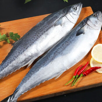 马鲛鱼青岛大鲅鱼海鱼海鲜批发 500g -400g/条 特大鲅鱼5斤【1斤/条】