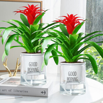 鸿运当头盆栽水培植物办公室内绿植客厅好养带花卉大盆景多肉红掌精品