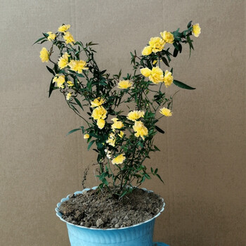 木香花苗 庭院阳台攀援爬藤植物 七里香木香花盆栽黄木香白木香花 1