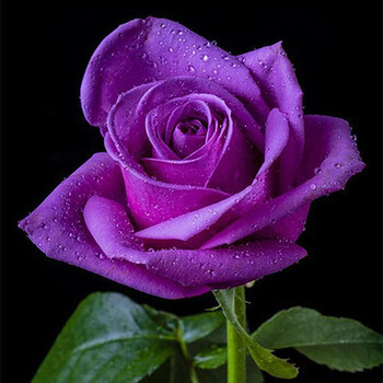 外花卉绿植物盆栽花卉观花植物庭院阳台蔷薇月季花苗 易种好活 紫惑 6