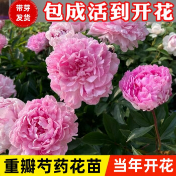 京悠雨德国品质重瓣芍药花苗带芽五年根块四季花卉盆栽植物牡丹花苗浓香 A1.大富贵6-10芽+生长肥(包成活) 裸根不带土