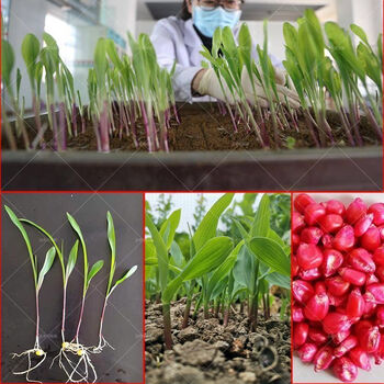 国审mc670玉米种子大全批发双胞胎超高产矮杆扛倒伏抗病抗旱1斤装发芽