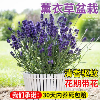 京悠雨德国品质薰衣草盆栽带花苞花苗室内四季阳台客厅驱蚊花卉带花苞植 云南精品薰衣草130#一盆/基地原盆(原土栽好发货 不含盆