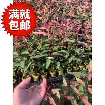 clcey桉树苗耐寒桉树苗湖南贵州四川江西湖北速生桉树苗达3万06包送