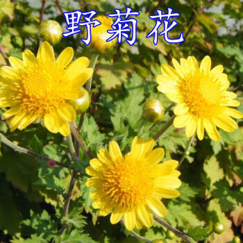 野菊花種子 藥用泡茶菊花種子野黃菊花山坡路邊野生山菊花多年生 野