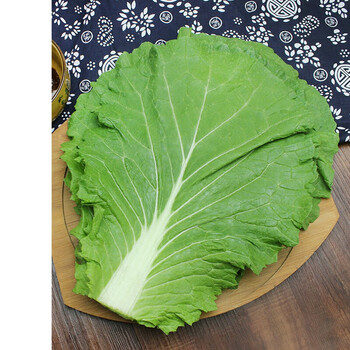 虎钢馋白菜叶子东北 大白菜叶饭包 新鲜 打饭包菜叶 东北蘸酱菜800g