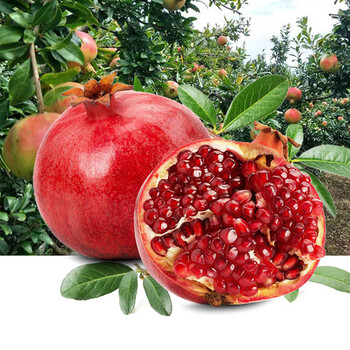 5到9斤 9枚 礼盒装 正宗陕西特产石榴 生鲜 新鲜水果