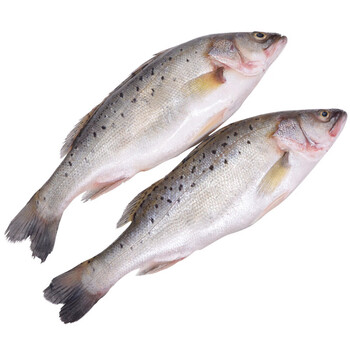 湛航 鲈鱼鲜活海鱼 深海七星海鲈鱼野生花鲈鱼 生鲜品 新鲜 1kg/条*2