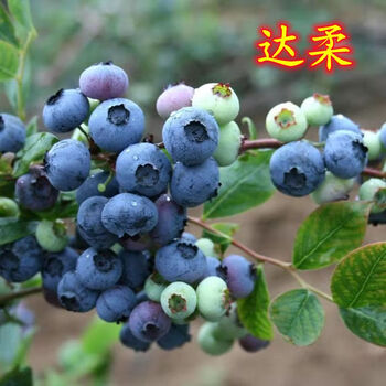 博雅锟达柔蓝莓苗新品种果树苗蓝莓树苗庭院盆栽地栽蓝莓苗当年结果15
