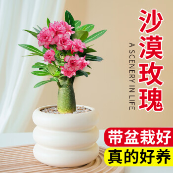 京悠雨德国品质沙漠玫瑰小盆栽重瓣老桩精品盆景好养活鲜花冬季耐寒花卉 沙漠玫瑰+原盆大号 四季循环开花 带盆栽好
