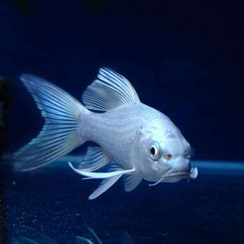 琅河水族 锦鲤鱼活体冷水观赏鱼多品类精选 白金龙凤 10-12cm_ 1折