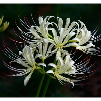 彼岸花种子盆栽石蒜科曼陀罗种子种球室内四季种花卉q5 白色5球(带盆