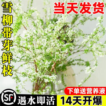 京悠雨德国品质雪柳鲜枝带花苞干枝支水养植物室内好养插鲜花卉绿植盆栽 【限量特惠装】雪柳鲜枝55cm10支+吊牌+营养液