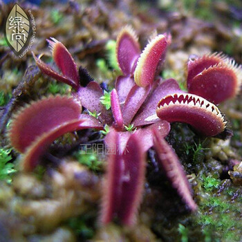 驱蚊草花苗 夏季室内驱虫植物花卉绿植 薄荷捕蝇草食虫草猪笼草 【红