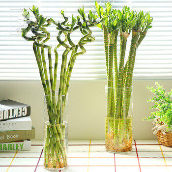 富贵竹节节高转运竹水培植物盆景办公室盆栽绿植水养植物 m1 龙竹十枝