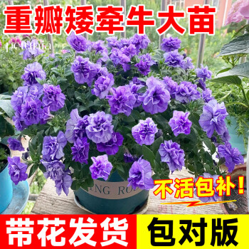 京悠雨德国品质重瓣矮牵牛花苗盆栽带花苞苏菲亚阳台庭院爬藤垂吊植物四 主图款【带花发货】精品重瓣  矮牵牛  苏菲亚【可
