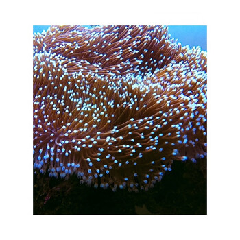 花环皮革海水活体珊瑚容易饲养可繁殖低光强流环境l 图片价格品牌报价 京东