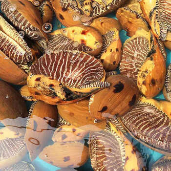 椰子螺新鲜瓜螺大海螺油螺海鲜水产一只 1500-1600g/个【图片 价格