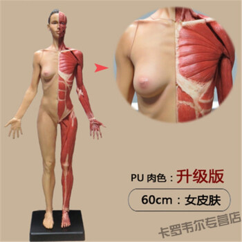 60cm雕塑艺用人体肌肉骨骼解剖模型美术cg参考3dmax绘画临摹60cm 女皮肤pu肉色 图片价格品牌报价 京东