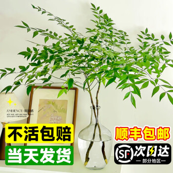 京悠雨德国品质南天竹水培植物室内好养水养带根客厅绿植盆栽火焰真树苗 【严选】南天竹20-30cm高*1棵(送营养液) 不含盆