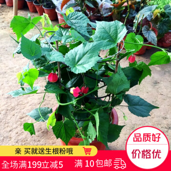 藤本花卉悬风铃花蔓性红灯笼花盆栽藤蔓植物庭院阳台爬藤四季小苗 图片价格品牌报价 京东