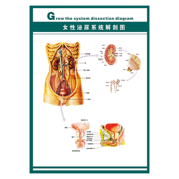 wsa12-08 女性泌尿系统解剖图 70*50厘米 覆膜防水pp贴纸