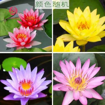 四季鲜花碗莲荷花成品苗带花苞室内花卉水池养水莲花 睡莲其他随机色