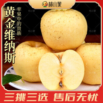 桃小蒙山东黄金维纳斯苹果 新鲜水果脆甜多汁 4.5斤小果(70-75mm)13-15个