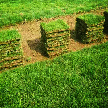 佰之福 绿化草皮草坪带土带泥 四季青草皮 果岭草 马尼拉草皮 真草皮