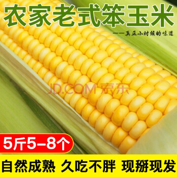 想妮（xiangni）笨玉米现摘 老玉米棒 新鲜农家老玉米黄金玉米生玉米 5斤（6-8根）