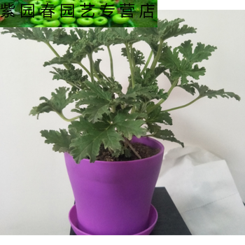 园艺柠檬香味驱蚊草室内灭虫杀蚊子植物驱蚊子绿植花卉香叶天竺葵盆栽驱蚊草带盆栽好 图片价格品牌报价 京东