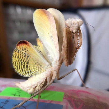 螳螂螳螂大刀螳螂广斧螳螂活体宠物螳螂幽灵螳螂螳螂宠物螳螂螳螂 短