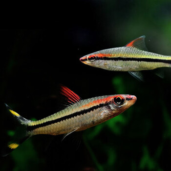 热带观赏鱼活体鱼缸水族箱红眉道人草缸群游鱼 一眉道人6-7cm(5条)