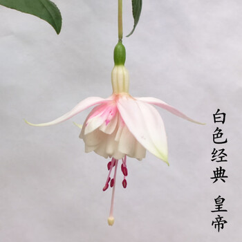 阳台重瓣倒挂金钟盆栽花苗灯笼花吊钟海棠苗四季开花吊兰植物 白色