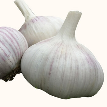 东北吉林大蒜年新干蒜大蒜头蒜种格一件