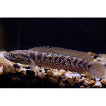 月鳢 珍珠赤雷龙 七星鱼 雷龙鱼 冷水鱼 原生鱼 观赏鱼 5-8厘米