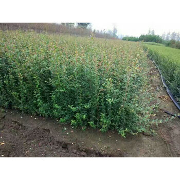 庭院围墙篱笆绿篱小苗火棘苗带刺防盗植物盆景盆栽绿化树苗2公分左右不含盆 图片价格品牌报价 京东