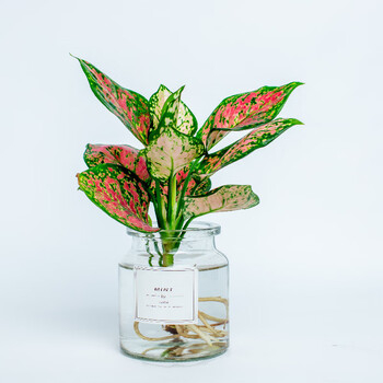 泰西丝 水培玛丽安万年青植物盆栽办公室桌面绿植吉利红水养花卉如意