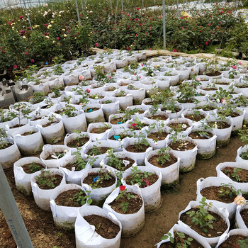 加厚无纺布美植袋植树袋种植袋育苗袋营养袋控根花盆大树果树 25*20