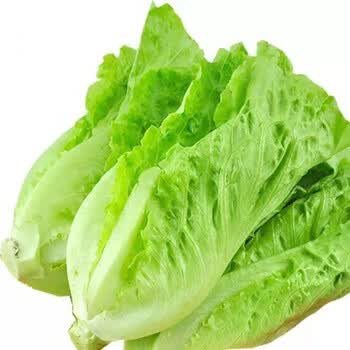 新鲜现摘5斤意大利生菜蔬菜火锅烤肉榨汁轻食食材西餐厅 5斤保温箱