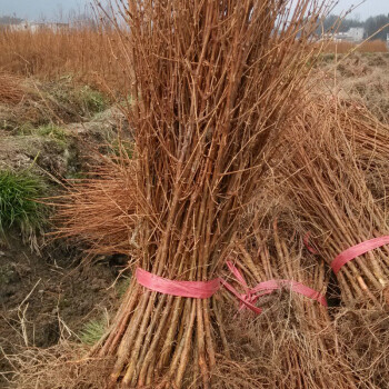 花明柳媚特賣水杉樹苗水杉苗木墨西哥落羽杉紅杉樹苗室外柳杉盆景盆栽