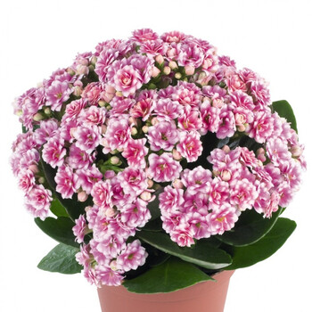 长寿花】带花苞发阳台观花室内盆栽【耐热】爱种花的王大爷 锦缎(12cm