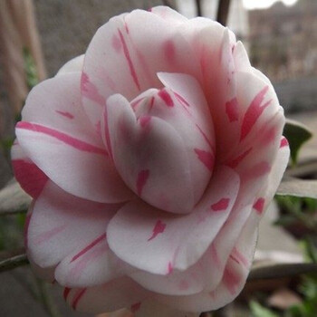 茶花苗室内盆栽植物山茶花树苗四季开花绿植大苗当年开花绿植花卉庭院