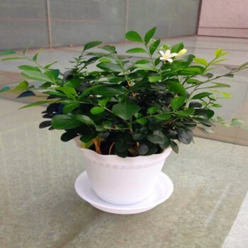 家居飾品九里香盆栽開花卉名花樹苗濃香花卉驅蚊植物盆景四季開花