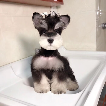 伊宠雪纳瑞幼犬活体宠物狗狗雪纳瑞幼崽迷你体椒盐色黑色白色茶杯体